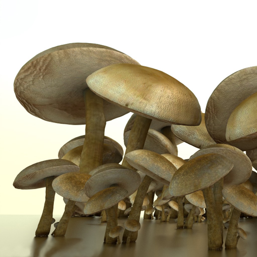 mushrooms preview image 3